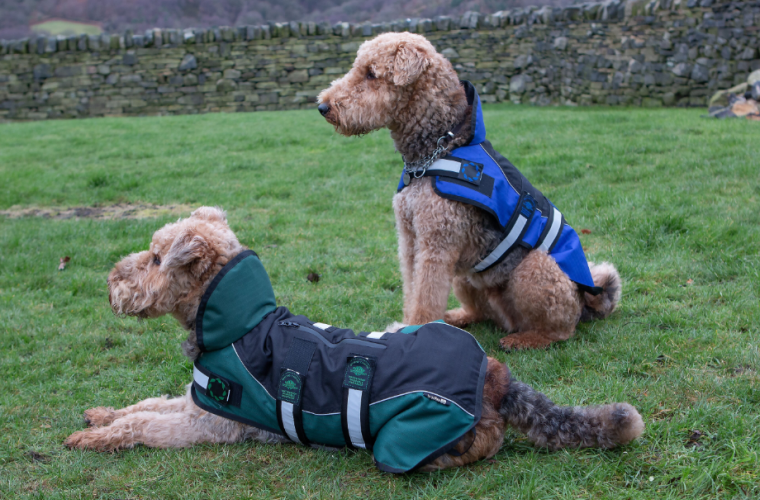 Two dogs wearing Animate coats